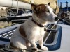 Bosun the Boat Dog by jelly